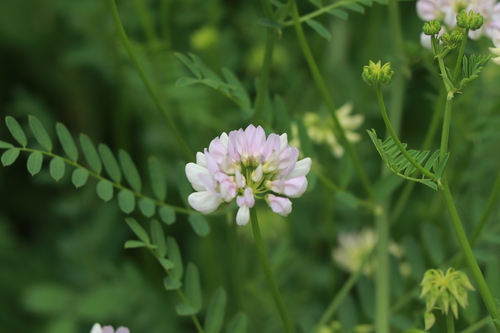 purple crownvetch