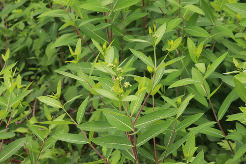 hemp dogbane