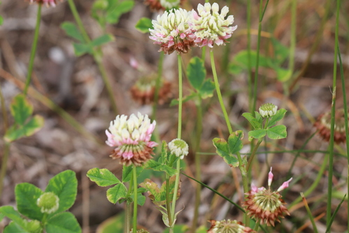Alsike clover