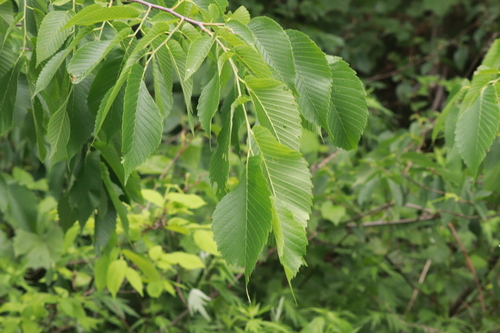 American Elm