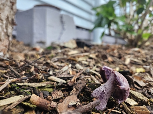 Blewit