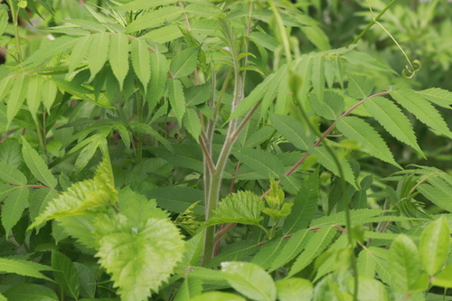 staghorn sumac