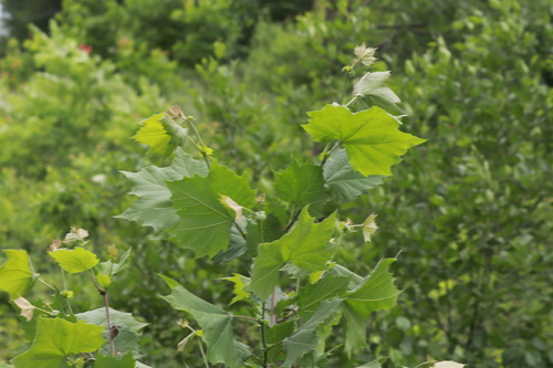 Sycamore