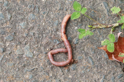 Earthworm