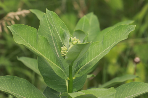 common milkweed