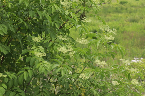 American black elderberry