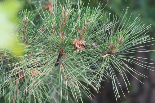 pitch pine