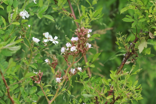 multiflora rose