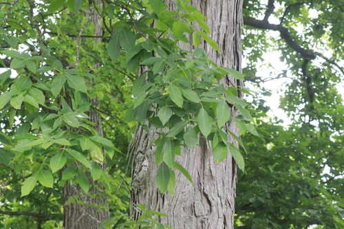 shagbark hickory