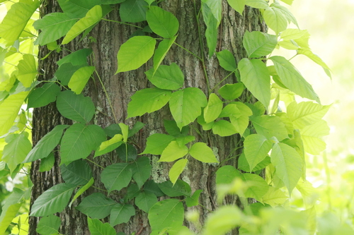 eastern poison ivy