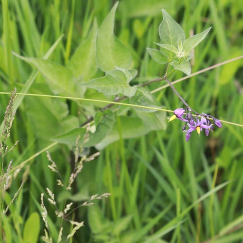 bittersweet nightshade