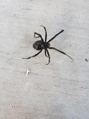 Latrodectus hesperus