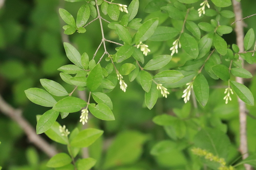 border privet