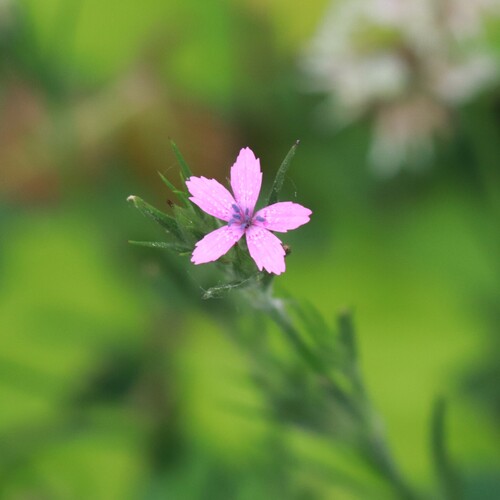 Deptford pink