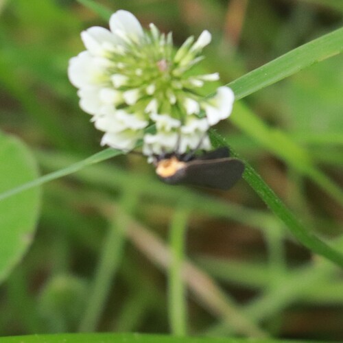 Yellow-Collared Scape Moth