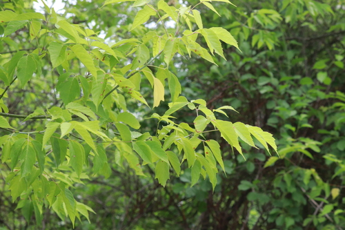 box elder