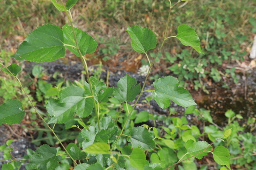 white mulberry