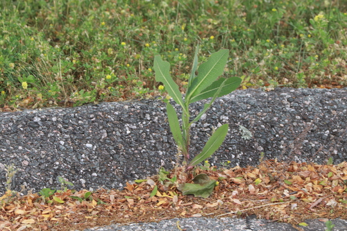 prickly lettuce