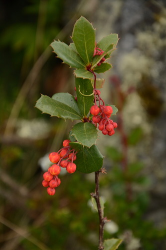 Berberis goudotii