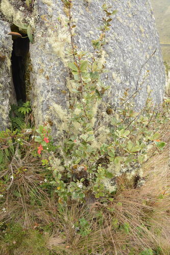 Berberis goudotii, photograph 2