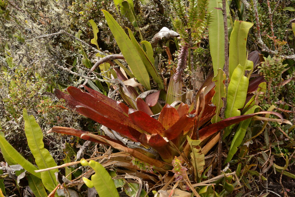 Tillandsia complanata; photograph (c) Siddarth Machado, some rights reserved (CC BY)