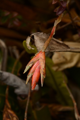 Tillandsia complanata, photograph 6