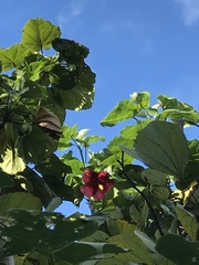 Thespesia grandiflora