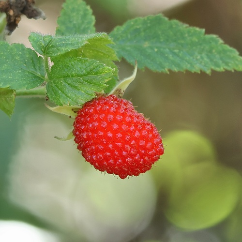 roseleaf bramble