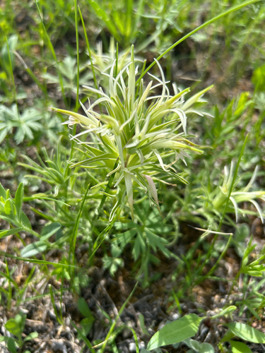 Castilleja sessiliflora, photograph 3