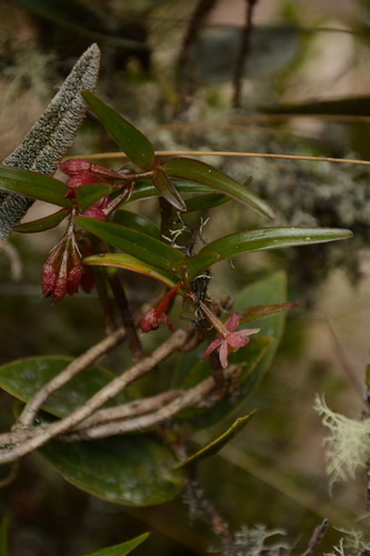Epidendrum oxysepalum, photograph 1