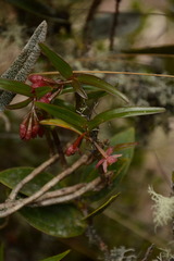 (c) Siddarth Machado, some rights reserved (CC BY) Epidendrum oxysepalum, photograph (c) Siddarth Machado, some rights reserved (CC BY)