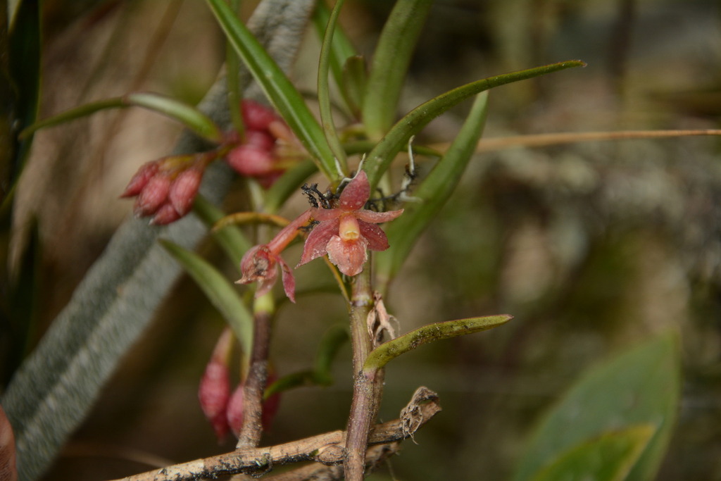 Epidendrum oxysepalum; photograph (c) Siddarth Machado, some rights reserved (CC BY)
