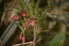 Epidendrum oxysepalum