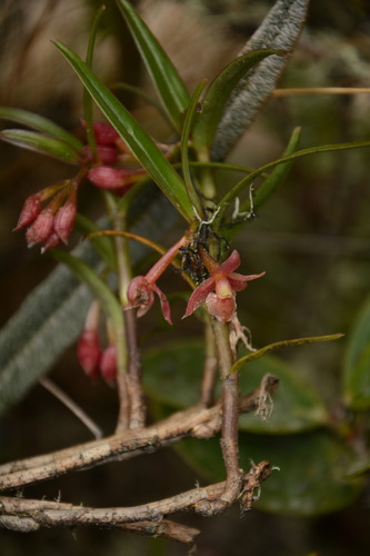 Epidendrum oxysepalum, photograph 2