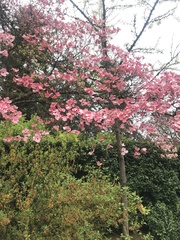 Cornus florida rubra