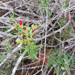 Delosperma neethlingiae