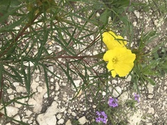 Oenothera serrulata
