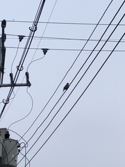 Hypsipetes amaurotis