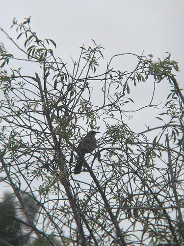 iNaturalist observation photo of California Thrasher