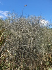 Melicytus flexuosus