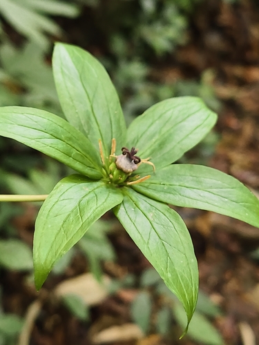 Paris polyphylla, photograph 5