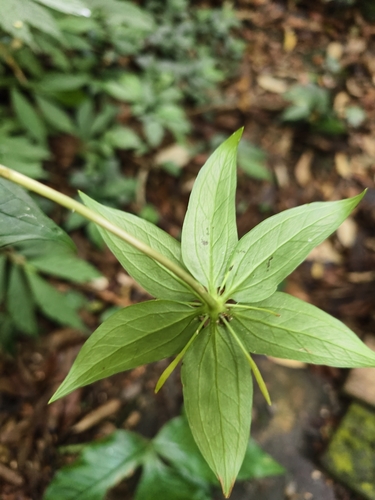 Paris polyphylla, photograph 6