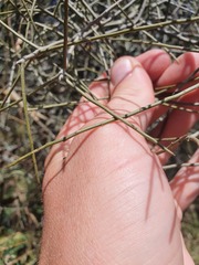 Melicytus flexuosus