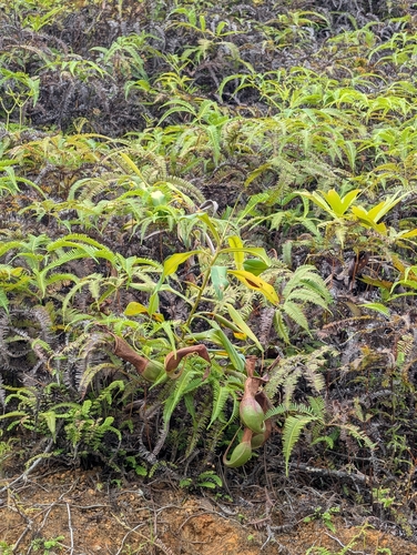 Nepenthes alata observed 2026-06-03