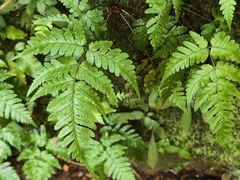 Dryopteris sparsa, photograph (c) Yinling Chen, some rights reserved (CC BY)