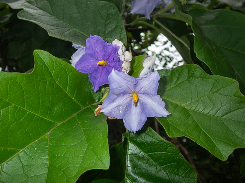 Solanum wrightii observed 2026-06-06