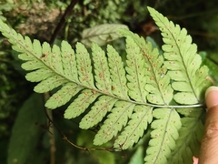 Dryopteris sparsa