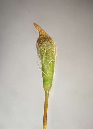 Polytrichum pallidisetum observed 2026-06-07