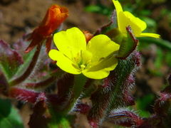 Camissoniopsis intermedia