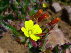 Camissoniopsis intermedia